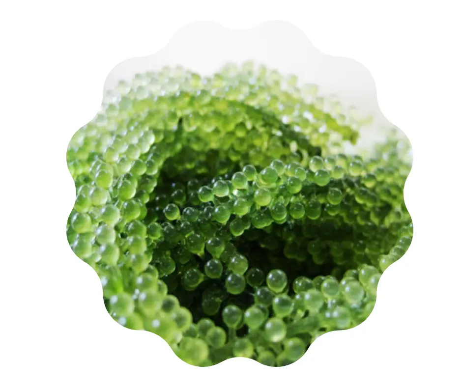 Dehydrated Sea Grapes/ Vietnamese Delicacy Seaweed/ Marinated in Saltwater Ann +84 902627804