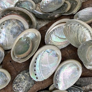 Best price natural <b>abalone</b> sea <b>shells</b> raw seashell <b>abalones</b> beautiful seashells for beach decoration - Product Image 4