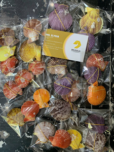 เปลือกหอยเชลล์สีสันธรรมชาติ ทำความสะอาดและขัดเงา งานฝีมือจากโรงงานเวียดนาม ขายส่งจำนวนมาก สำหรับตกแต่ง - Product Image 2