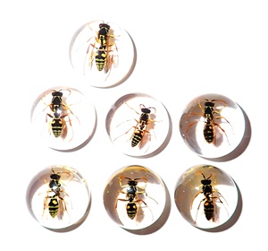 Cabochon rond en plastique avec spécimen réel d'abeille guêpe rouge, 19x19 mm, fond plat transparent, pour artisanat et fabrication de bijoux - Product Image 3