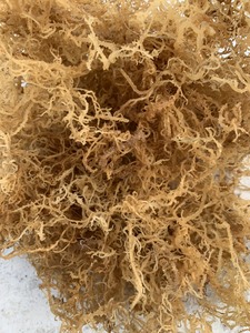 Dried <b>Sea</b> <b>Moss</b> | Vietnam Origin | Premium Quality | Wholesale - Product Image 3