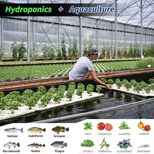 Système aquaponique Cowater pour l'élevage de tilapias en intérieur, la culture de la <span class=keywords><strong>laitue</strong></span>, l'élevage de poissons en intérieur et la culture de légumes - Product Image 4