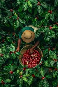 HANCOFFEE 2026 NUEVA Cosecha Vietnam Café Robusta Crudo - Varios Procesos - Empacado en Bolsas de 60 kg/PP/Yute - Muestra Gratis - Product Image 2