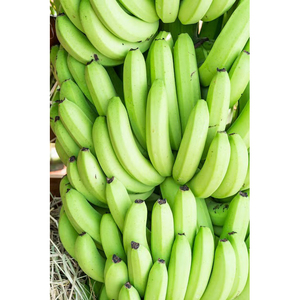 Plátano Cavendish Verde de Alta Calidad, Listo para Exportación, Producto Fresco para Suministro Comercial y Mercado Global - Product Image 2