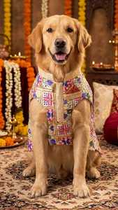 Sherwani Tradicional Indio Más Vendido para Mascotas, Tela Premium, Bordado Elegante, Cómodo y Estiloso, Traje de Boda para Mascotas - Product Image 3