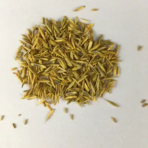 Semillas de Césped Premium, Germinación Rápida, Resistentes a la Sequía - Product Image 1