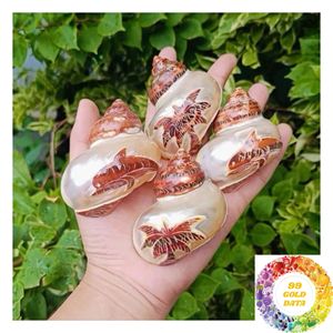 Natural Turban Snail <b>Shell</b> Iridescent Mother of Pearl <b>Ornament</b> 4.5-5cm 9-10cm for Coastal Decor Craft and Wholesale - Product Image 1