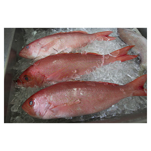 300-500กรัมปลาทะเลสีแดงสดแช่แข็งสำหรับผู้นำเข้าอาหารทะเลผลิตภัณฑ์ใหม่ - Product Image 1