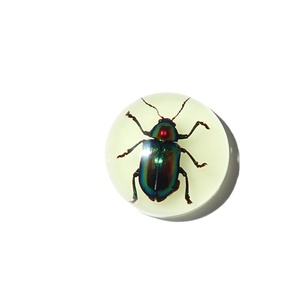 Escarabajo de Hoja Brillante, Espécimen Real, Cabujón de Plástico Redondo de 19x19 mm, Base Plana Brillante para Manualidades y Joyería - Product Image 4