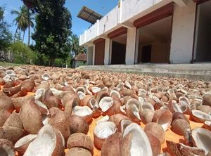 Copra de Coco de Alta Calidad para la Extracción de Leche y Crema de Coco, Ingredientes Alimenticios Naturales a Precio de Mayoreo por Proveedor - Product Image 4