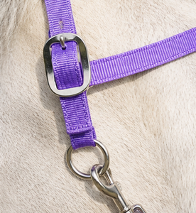 Harnais pour cheval en nylon violet avec boucles métalliques et mousqueton - Product Image 2