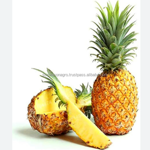 Piña Fresca Premium de Calidad de Exportación, Piña Dulce Fresca de Granja, Proveedor Mayorista a Granel de Bangladesh, Six Season Agro - Product Image 1