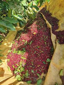 Café Vert Robusta PHALCO de Haute Qualité Grade 1 Tamis 16/18 Vietnam Meilleur Prix Prêt à l'Exportation Emballage Sac de Jute 1000kg - Product Image 5