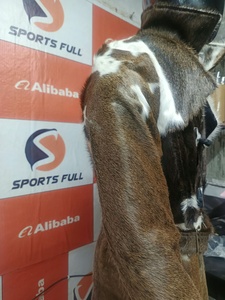 Chaqueta Safari Deportiva de Cuero Vacuno, Manga Larga, Abrigo de Invierno con Ribete de Piel, Cierre de Cremallera, Cuero Vacuno Genuino Impermeable, OEM - Product Image 4