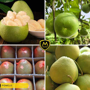 Pomelo frais de haute qualité du Vietnam - Approvisionnement en gros pour les importateurs mondiaux par Kim Minh International - Product Image 4