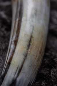 Corne à boire viking polie, faite à la main, écologique, en corne de bœuf naturelle, pour bière, hydromel, vin, reconstitution historique médiévale, fête, bar - Product Image 3