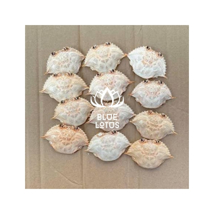 BEST SELLING Dried Crab Shell Crustacean Byproduct for Chitosan Manufacturing and <b>Soil</b> Amendment Production for clean worldwide - Product Image 1