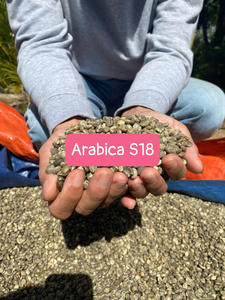 Granos de Café Verde ARABICA de Alta Calidad, Certificados ISO/HACCP/BRC, Fabricante Vietnamita, Bolsas de PP de 60 kg, Origen Son La, 900-1200m - Product Image 5