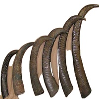 Pointe de corne de buffle brute de haute qualité, taille personnalisée, couleur naturelle polie, artisanat naturel décoratif portable pour les fêtes religieuses