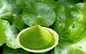 VENTE EN GROS EN POUDRE DE CENTELLA ASIATICA DU VIETNAM POUR ALIMENTS SANTÉ ET THÉ AUX HERBES - Product Image 3