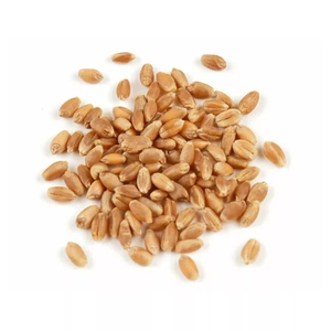 Vente en gros de blé de qualité supérieure, prêt à être expédié, qualité alimentaire, service OEM, approvisionnement en vrac, meilleure qualité pour l'exportation - Product Image 1