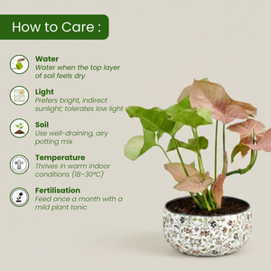 Plante d'intérieur vivante Syngonium rose Amulya Farms dans un pot métallique à imprimé floral de qualité supérieure, plante décorative purifiante de l'air pour la maison - Product Image 3