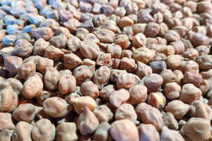 Garbanzos Negros de Grado Alimenticio y para Alimentación Animal, para Consumo Humano y Alimentación de Ganado, Proveedor a Granel, Nueva Cosecha, Tamaño Mediano - Product Image 5