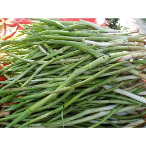 <b>Fresh</b> Taro Stolon's Export Quality Organic Taro Runners <b>Fresh</b> <b>Vegetables</b> Wholesale Supplier Bangladesh - Product Image 5