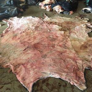 Cuero de Vaca Seco Salado de Primera Calidad, Ecológico y Genuino para Zapatos y Muebles, Precio Bajo al por Mayor - Product Image 5