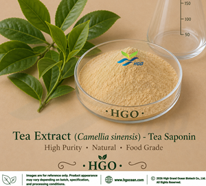 โรงงาน HGO จัดจำหน่ายสารสกัดชาบริสุทธิ์จากธรรมชาติ (Camellia sinensis) เกรดอาหาร L-Theanine 80% สารสกัดมาตรฐาน - Product Image 6