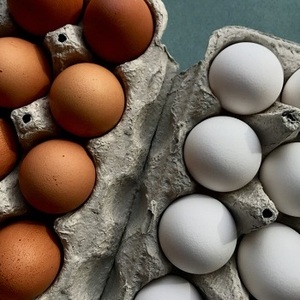 ไข่ไก่ฟัก - Product Image 1