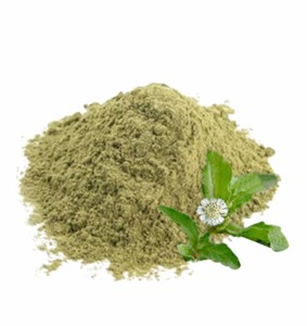 Premium Quality Pure Bhringraj Powder Fine Ground Chemical Free Bhringraj Powder for Supports Hair Care & Scalp Nourishment - Product Image 3