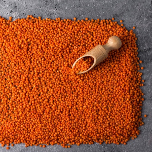 Lentejas Chana Dal Enteras Secas Naturales AD, Paquete a Granel de 25 kg, Nishtha Exports - Product Image 1