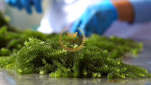 Algues Marines et Raisins de Mer 100% Naturelles du Vietnam, Super Fraîches, 100 grammes/sac, Emballage avec Étiquette OEM, Takimex Global, 12 Mois - Product Image 3