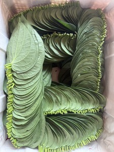 Daun Sirih Segar (Piper Betle) Kualitas Ekspor Thailand Premium Daun Utuh Hijau Nakhon Pathom 500 Daun/kg Untuk Kunyah