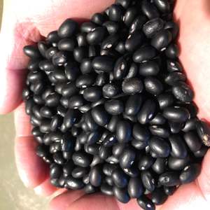 Haricots noirs biologiques de qualité supérieure en gros, haricots noirs séchés de type tortue pour la transformation alimentaire, approvisionnement en vrac pour l'exportation - Product Image 6
