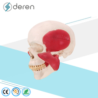 Modelo de Cráneo Humano DRS1028 con Orígenes y Puntos de Inserción Musculares, Anatomía Detallada del Cabeza y Esqueleto para Educación Médica