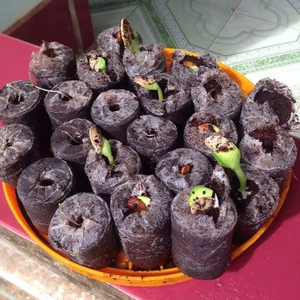 Bloque de Fibra de Coco de Vietnam, Medio de Cultivo Natural para Plantas, Hidroponía y Jardinería, Suministro al por Mayor - Product Image 1