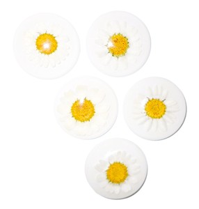 ดอกเดซี่จริง ตัวอย่างพืชจริง ประดับพลาสติกทรงกลม ขนาด 35x35 มม. สีขาว ฐานแบน สำหรับงานฝีมือและทำเครื่องประดับ - Product Image 1