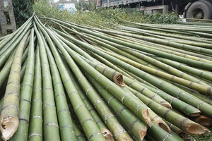 Premium Bamboo Stake Natural Bamboo <b>Pole</b> <b>for</b> Agriculture Nursery Farm Plant Support and <b>Garden</b> Wholesale Vietnam - Product Image 5