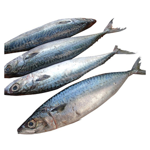 Pescado Caballito de Mar del Pacífico, Pescado Caballito de Mar - Product Image 2