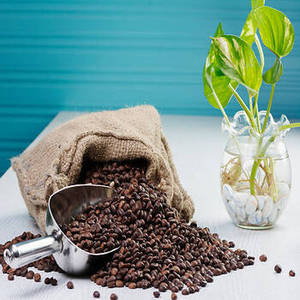 Café en grains torréfiés arabica indiens 100% pur de qualité supérieure pour les marchés internationaux de gros et la distribution commerciale - Product Image 4