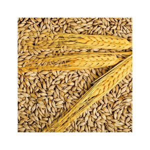 มอลต์ข้าวบาร์เลย์คุณภาพพรีเมียม ขายส่งจำนวนมาก เกรดอาหาร พร้อมจัดส่งสำหรับส่งออก - Product Image 6