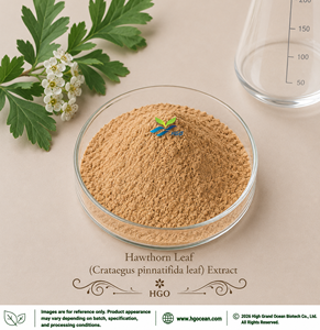 Suministro Directo de Fábrica HGO, Extracto de Hoja de Espino (Crataegus pinnatifida) (Grado Alimenticio) Relación 4:1 5:1 10:1 20:1 100:1 200:1 - Product Image 1