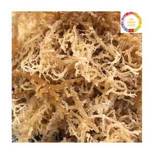 Mousse de mer biologique |   Algues dorées séchées |   Eucheuma Cottonii |   Fabricant en gros - Product Image 1