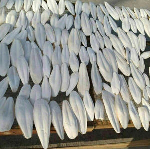 ผู้จัดจำหน่ายกระดูกปลาหมึกคุณภาพสูง ขนาด 3-9 ซม. บรรจุกล่อง 10 กก. สำหรับนก บำรุงสุขภาพจะงอยปากและเสริมแคลเซียม 19.3 - Product Image 5