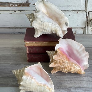 Large sea shell hot sale <b>queen</b> conch shells factory direct cost seashells natural seashell - Product Image 6