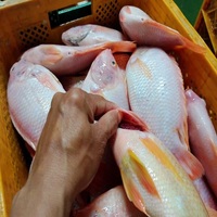 Tilapia Rouge Entière Naturelle Tranchée IQF Congelée, Emballage Carton 20kg, Qualité Restaurant & Hôtel, Durée de Conservation 24 Mois