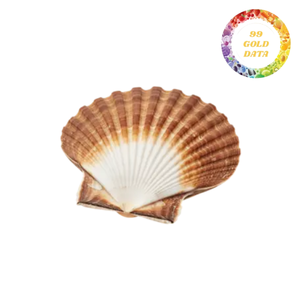 Conchas Decorativas de Doble Pared de Alta Calidad para Decoración de Bodas, Suministros de Joyería y Manualidades al por Mayor - Product Image 1