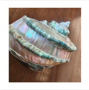 Natural Seashell Eco-Friendly Vietnam Home Decor Organic <b>Shell</b> Craft Polished Nature Theme Natural Shape - Product Image 1